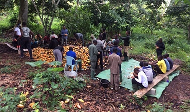 Missio project 2023 seminaristen Kameroen nden yaounde werken in de fruitteelt